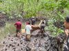 Sempat Dilaporkan Hilang, Warga Desa Gitaraja Ditemukan Meninggal Dunia Di Dalam Hutan Mangrove